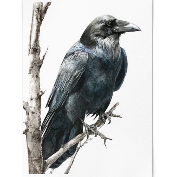 Watercolor Black Crow Wall Art Print Unframed - Black Bird Illustration Artwork - Picture 2 of 6